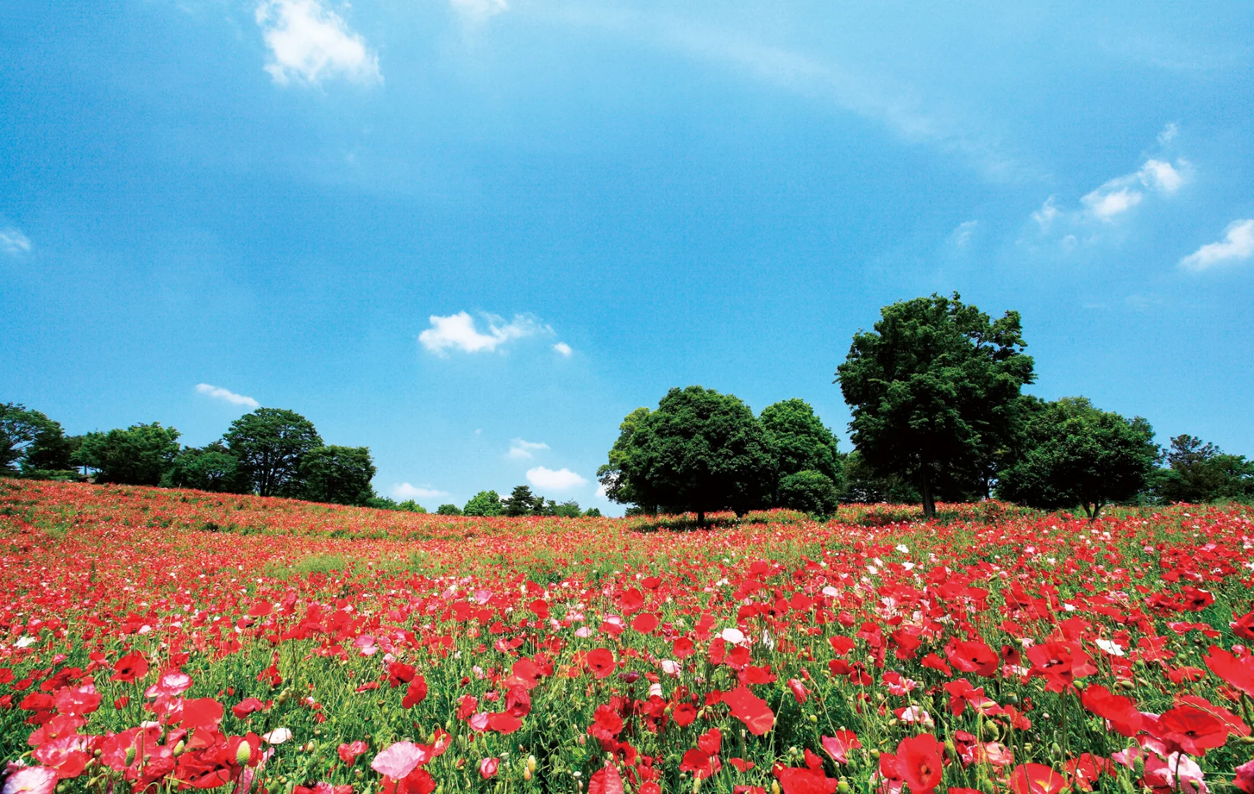 国営昭和記念公園