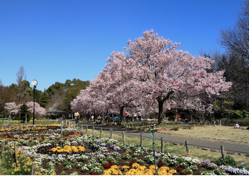 蘆花恒春園（芦花公園） 参考画像