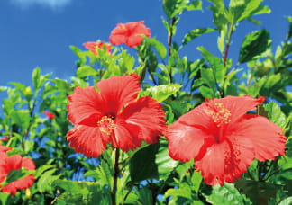 ハイビスカス