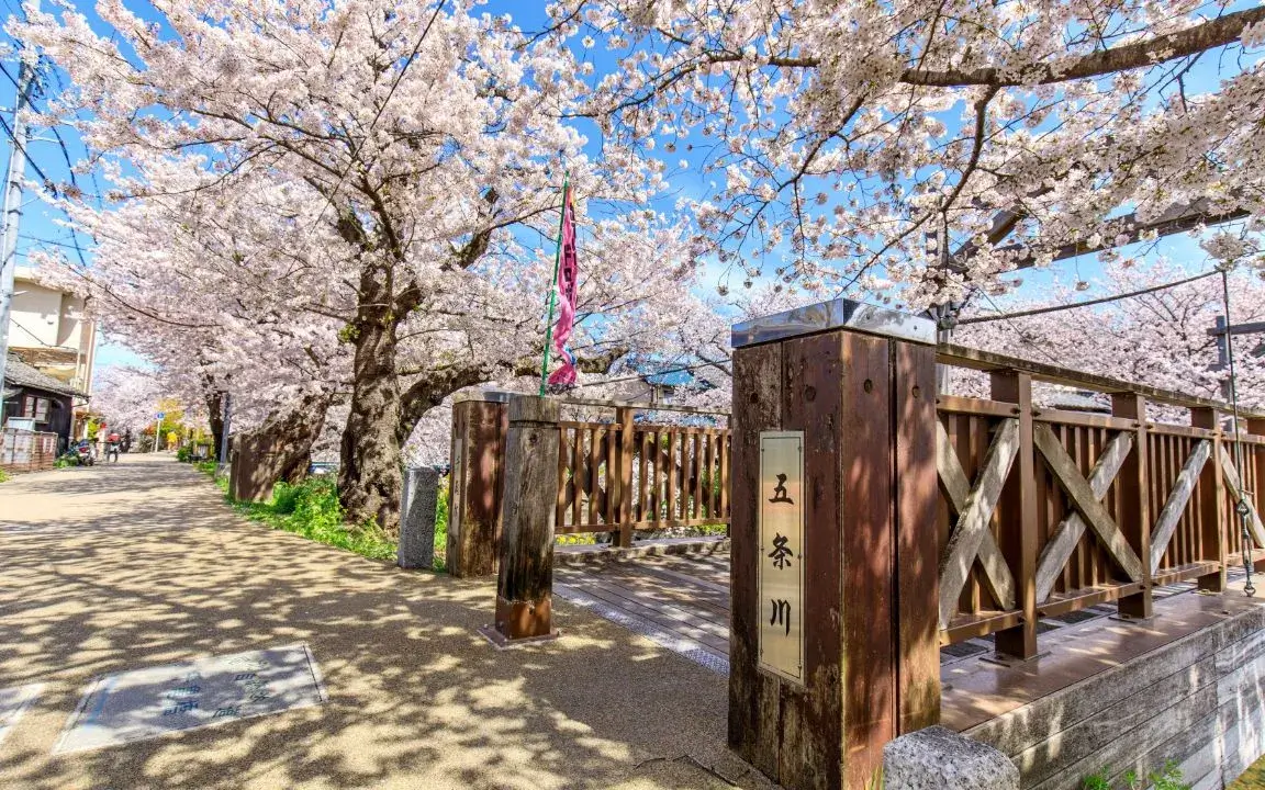 岩倉五条川の桜並木（徒歩3分／約310m）