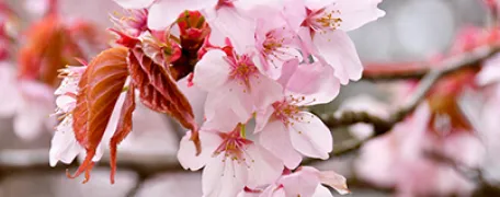 ヤマザクラ