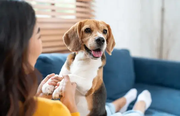 ペット飼育可能