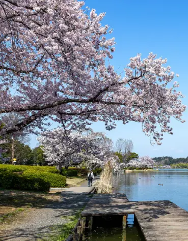 千波公園／徒歩14分（約1,100m）