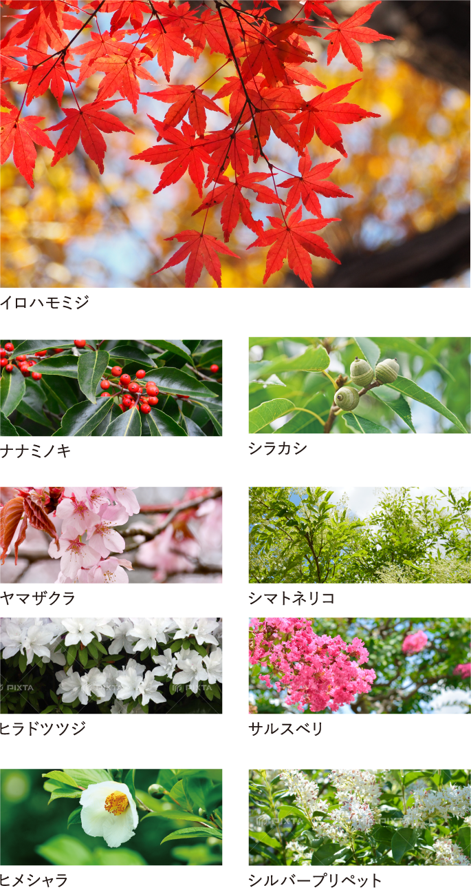 PLANTING PLAN