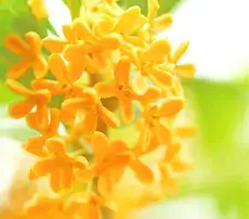 キンモクセイ